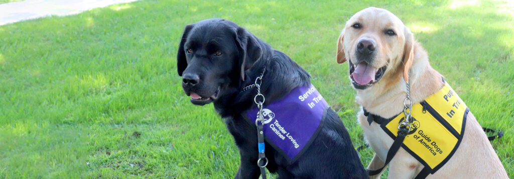 Two dogs smile for the camera. Photo via Guide Dogs of America